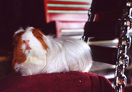 One of our Guinea Pigs, Muppet, sitting on the chopper.