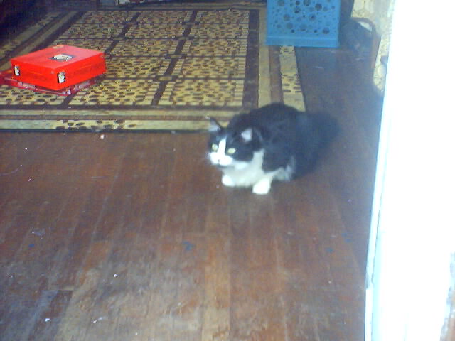 Samson, the party kitty!