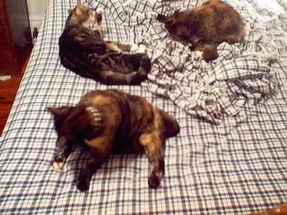 kitty bath time!