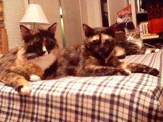 my babies all together!