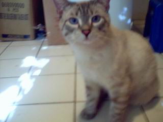 Ro and Nanny's kitty, Sebastian