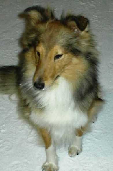 Sandie - Villrikke's Daydreamer