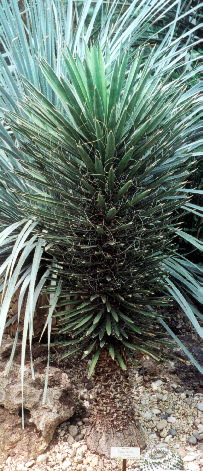 Yucca