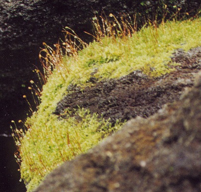 bryophytes
