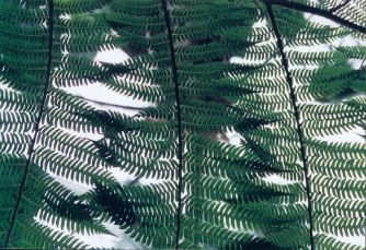 Pterophyta