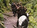 c57-20_Yaks.jpg