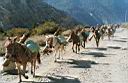 c63-08_MuleTrain.jpg