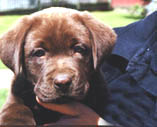 Bruiser Brown