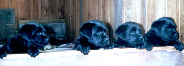 black litter