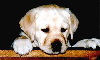 Flynn