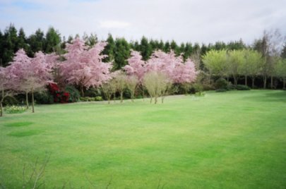 garden scene