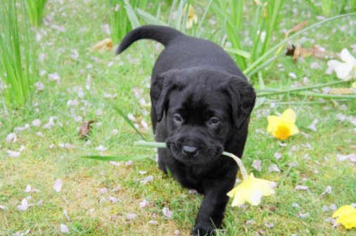 Ole pup