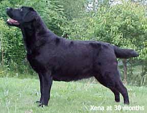 Xena