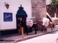 Burros