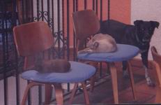The Pets