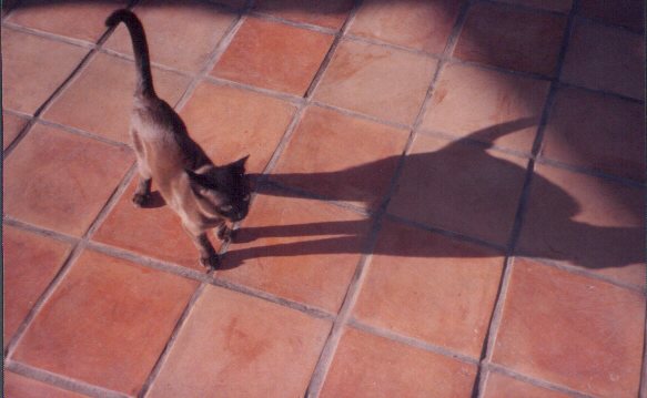 Charro's Shadow