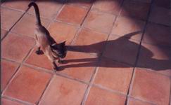 Charrirto's Shadow