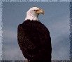 eagle with back turned