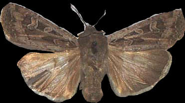 Moth