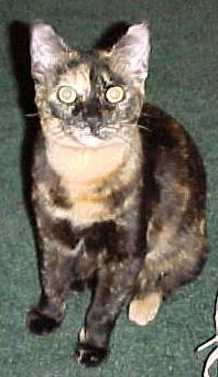 Patches Traywick