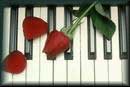 Piano and Roses