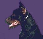 When I bark, EVERYBODY listens!