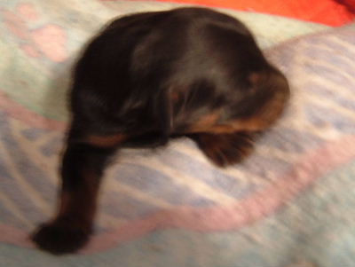 Aww! wh\o went and made all that noise? I'm tryin' to sleep here!