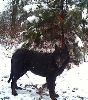 Odin Snow Bear