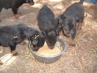 Hurry! The others will all want some!
