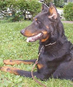 Remy de St. Sacrement, hosted for St. Sacrement Kennels