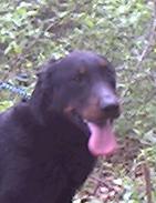 I am the Thunderhund! When I bark, even the NEIGHBOR's listen!