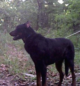 When I bark, EVERYBODY listens! Click me to visit my page!