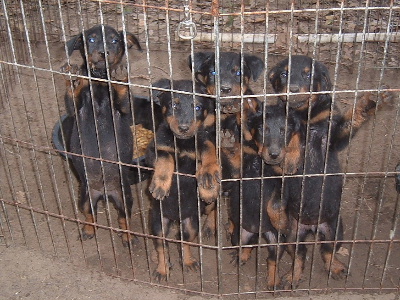 Hey! We're innocent! That's just fur, not fat tummies!