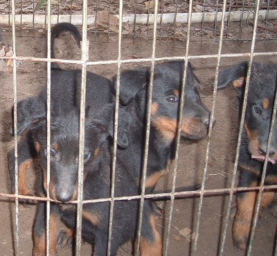 Whadda YOU lookin' at?! We're innocent, I tell ya! 