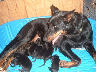 Here are Momma and Babies on their birthday!