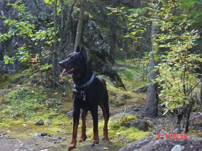 Sebastian de St. Sacrement, co-bred with St. Sacrement Kennels