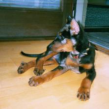 Sunshine de St. Sacrement; co-bred with St. Sacrement Kennels