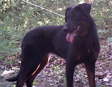 The best-natured dog anyone could ask for