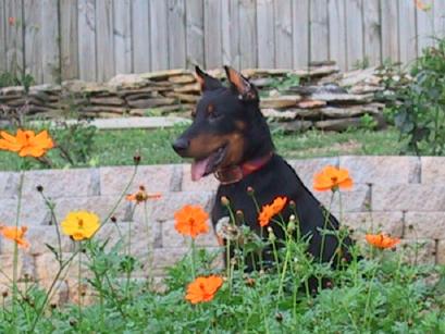 Talladega de St. Sacrement, co-bred with St. Sacrement kennels