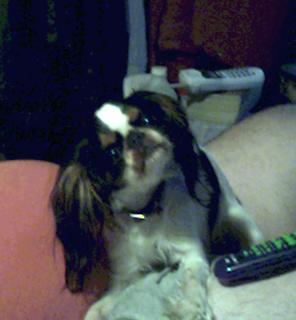 Trinket, the Official Puppy of Happiness