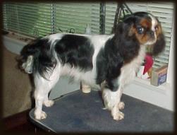 Hi, I'm Trouble! And boy, am I well named! >:)