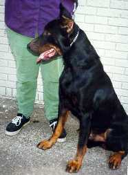 The first and foremost Beauceron in our hearts forever