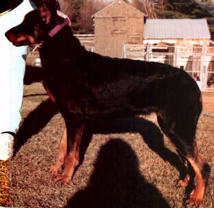 The Grande Dame of the Keep; Image was our Foundation bitch. Click HERE to visit the Rainbow Bridge
