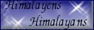 Voir mes himalayens See my himalayans