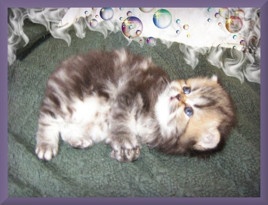 JE ME NOMME HOUDINI / MY NAME IS HOUDINI