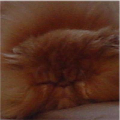 Daydreamin' Ewok