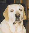 Jackson