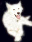 Keesha