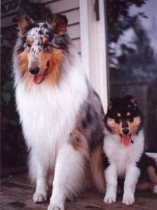 Beau & Chase