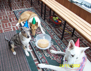 Finnigan and friends